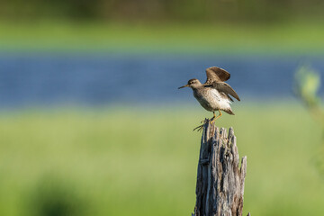 Wood sandpiper (Tringa glareola)