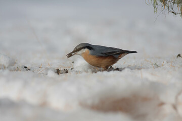 Bird
