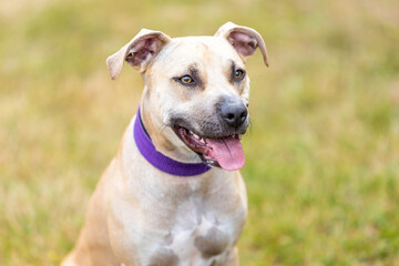 portrait of a pitbull puppy outside, animal concept