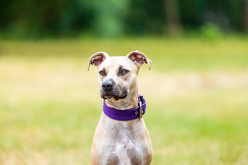 portrait of a pitbull puppy outside, animal concept