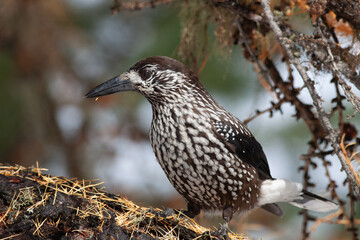 Bird