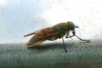 Close up of a Greenhead Horse Fly (Tabanus nigrovittatus) known for its painful bite
