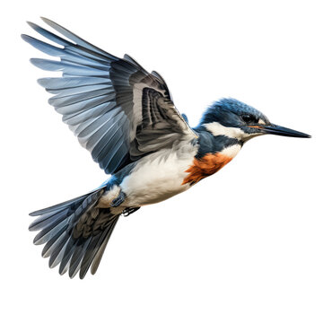 a Belted Kingfisher in flight, side view in a Nature-themed, photorealistic illustration in a PNG, cutout, and isolated. generative ai