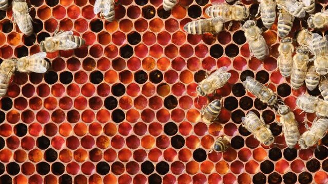Honeycomb with bee bread. Bees pack honeycomb with bee bread. Honeycomb with colorful perga. Medicinal properties of bee bread. Apitherapy.