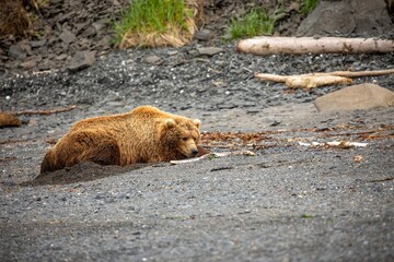 Brown bear in bed on beach