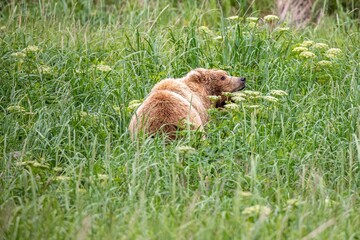 Brown bear in field