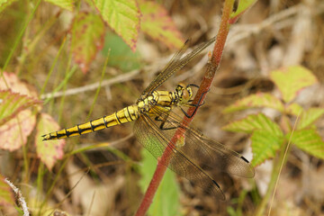 Closeup on a black tailed skimmer dragonfly, Orthetrum cancellatum hanging in the vegetation