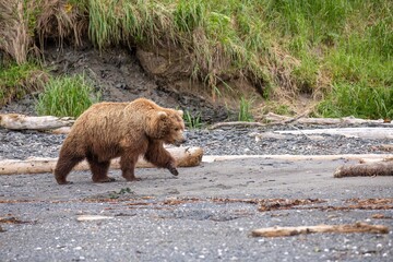 Female adult brown bear walking beach