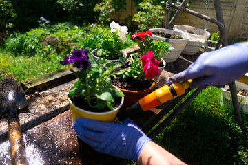 petunias in pots. planting petunias. spring works in garden: female woman planting petunia flower into balcony pot outdoors green grass warm sunny day outside.new plant growing petunia flowers outside
