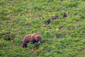 Young brown bear family in angelica