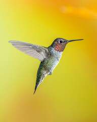 Male Anna's Hummingbird in Flight