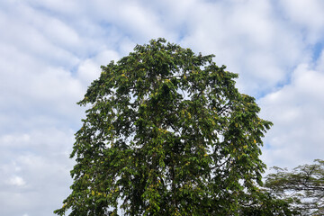 Big green dense trees and a cloudy blue sky background