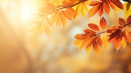 autumn leaves in the sunlight background and space