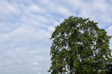 Big green dense trees and a cloudy blue sky background