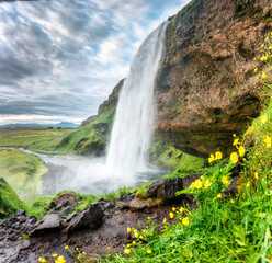 Seljalandsfoss waterfall flowing with yellow flower blooming on bright day in summer at Iceland