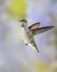 Fototapeta premium Immature Male Anna's Hummingbird in Flight