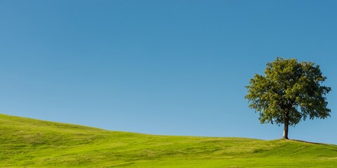 Fototapeta premium solitary tree on rolling green hills