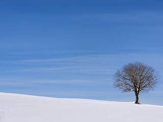 snow covered trees on rolling hills