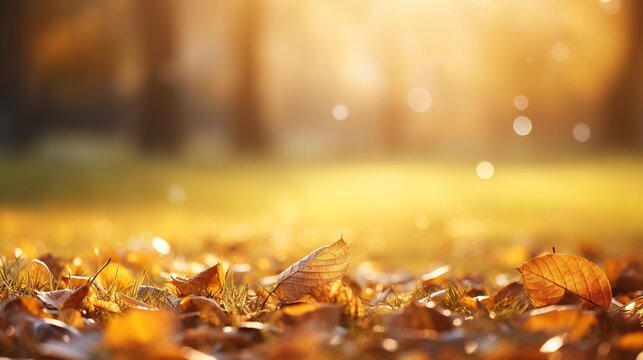 autumn leaves in the forest background