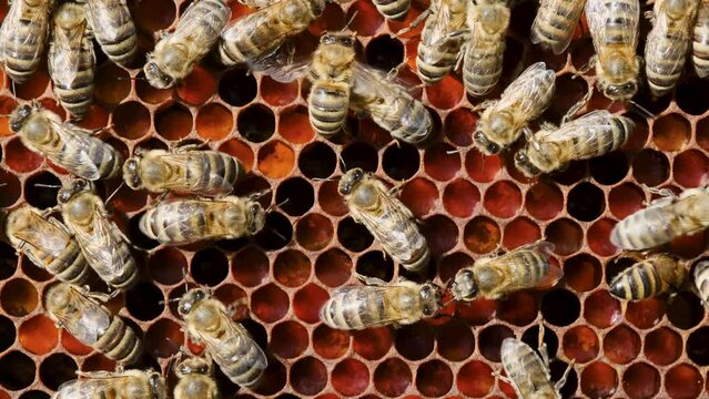 Honeycomb with bee bread. Honeycomb with colorful perga. Bees pack honeycomb with bee bread. Medicinal properties of bee bread. Apitherapy.