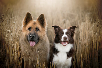 german shepherd dog and border collie dog in a field