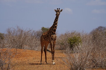 African Masai giraffe in savanna at Tsavo East National Park in Kenya