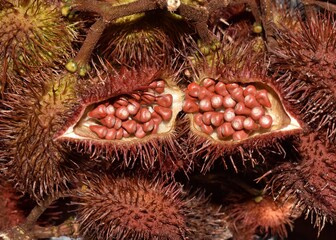 An Annatto (Roucou or Achiote or Bixa orellana) fruit pods and a pod filled with seeds in Trinidad...