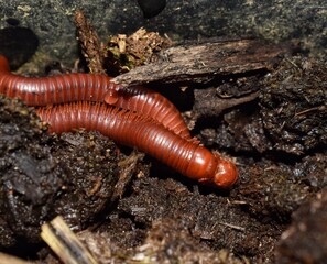Trigoniulus corallinus or two rusty millipedes mating in some agricultural soil in Trinidad and...