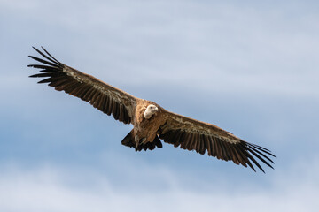 Griffon Vulture (Gyps fulvus) soaring effortless in rising air currents at the Jonte Gorge.