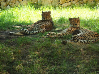 Resting cheetahs