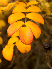 Yellow leaves of rose hips in late autumn