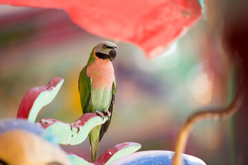 Red breasted Parakeet. , Birds in Thailand., Birds in colorful temple.