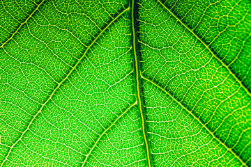 Green leaf macro close up. Leaf texture for background and design.