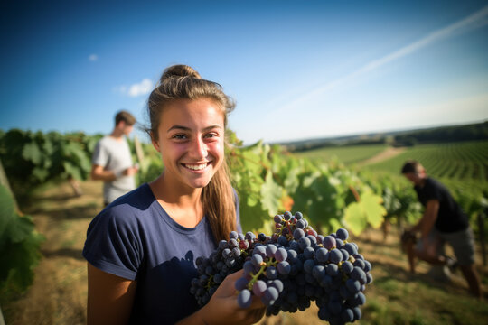 teenagers have fun harvesting grapes in the south of France, summer job
