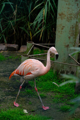 Flamant Rose