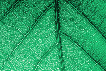 Green leaf macro close up. Leaf texture for background and design.