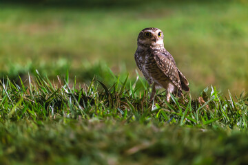 owl in the grass