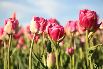 Beautiful pink tulip flowers growing in field on sunny day, closeup