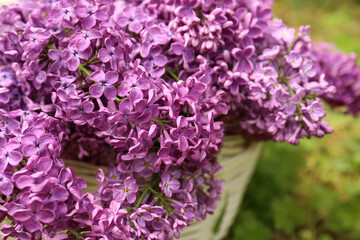 Beautiful lilac flowers in wicker basket outdoors, closeup