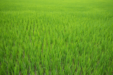 Green paddy field at countryside in Nan province, northern of Thailand.