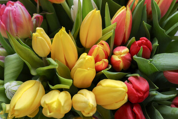 Fototapeta premium Beautiful colorful tulip flowers as background, closeup