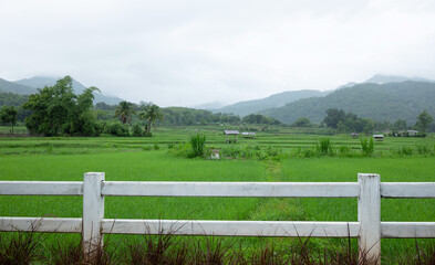 White cement fence with paddy rice in background