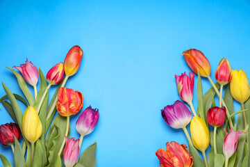 Beautiful colorful tulip flowers on light blue background, flat lay. Space for text