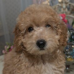 a puppy of the maltipu breed