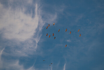 Flock of Sandhill Cranes Against an Evening Sky