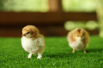 Two cute chicks on green artificial grass outdoors, closeup. Baby animals