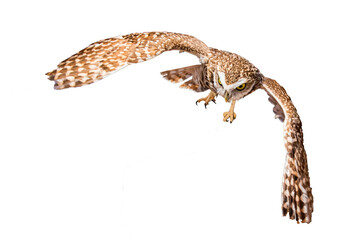 Burrowing Owl (Athene cunicularia) Photo, in Flight on a Transparent Background - 635172113