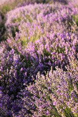 Obraz premium Lavender field, bushes with purple flowers. Summer landscape, sunset. Postcard, macro photo, wallpaper, flower shop advertisement, romantic atmosphere