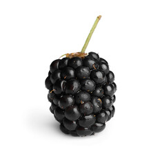One tasty ripe blackberry isolated on white