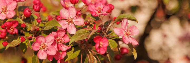 Apple tree in bloom. Pink floral background. High quality photo